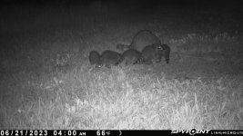 062123 - F14N - Racoon with 5 young.jpg