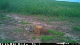 062223 - F01MI - Hen-Jackrabbit-Butterfly.jpg