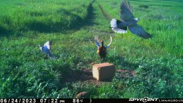 062423 - F14S - Rooster flapping & 2 dove flying.jpg