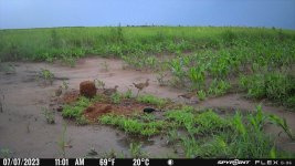 070723 - F0S - 4 half grown ph chicks.jpg