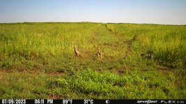 070923 - F2N - Ph Hen with 7 half-grown chicks.jpg
