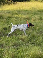 MicrosoftTeams-image (60).jpg