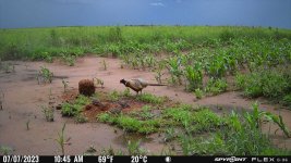 070723 - F0S - Rooster & 3 Dove.jpg