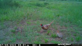 070823 - F4W - Rooster & 2 Rabbits.jpg