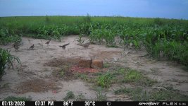 071323 - F0S - Hen with 6 older chicks.jpg