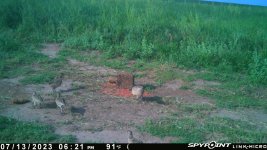 071423 - F01MI - 5 ph chicks.jpg