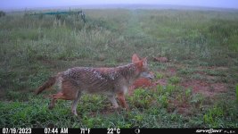 071923 - F3N - Coyote.jpg