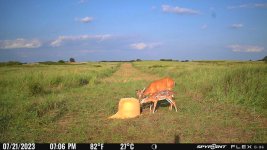 072123 - F43NW - Doe & Fawn.jpg