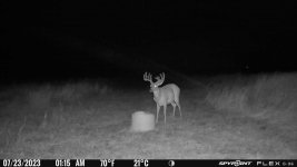 072323 - F43D - 12 pt buck.jpg