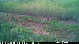 080223 - F30S - 10 pheasant.jpg