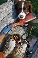 Mick 2 2015 October first 2 pheasants of the year 005 (2).jpg