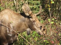 little_bull.jpg little_bull.jpg