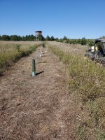 peach and plum row.jpg