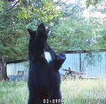 blackbear.jpg blackbear.jpg