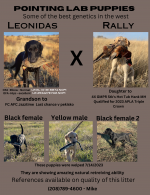 Updated 11 3 flyer puppies.png