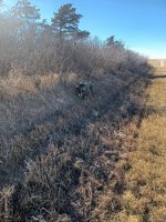 socks first retrieve.jpg