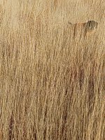 socks on point with rooster.jpg