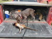 Marlow.jpg Marlow.jpg