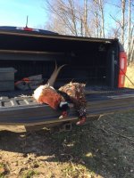 11-17-23 roosters.jpg