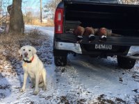 12-5-23 roosters dog.jpg