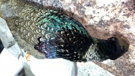 IMG_4259.jpeg IMG_4259.jpeg