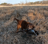 skye with elysian rooster.png