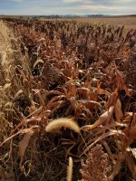 20231105_084518.jpg 20231105_084518.jpg