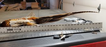 1.1.24 long tail.jpg