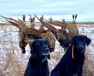 ty, doc SD pheasants.jpg