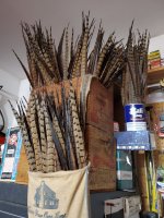 tailfeathers.jpg tailfeathers.jpg