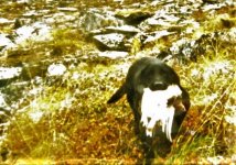 puppy_ptarmigan.jpg puppy_ptarmigan.jpg