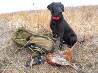 Last2023_Rooster.JPG Last2023_Rooster.JPG