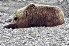 griz (1).jpg griz (1).jpg