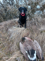 Jan2_Goose.png Jan2_Goose.png