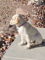 IMG_8194.jpeg IMG_8194.jpeg