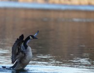 DSC00184.JPG DSC00184.JPG