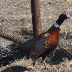 627dacea134c6.image.jpg 627dacea134c6.image.jpg