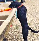 not_stout_lab.jpg not_stout_lab.jpg