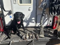 Camas AZ quail 1-2024 2.JPG