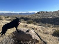 Camas AZ quail 1-2024.JPG