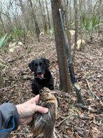 LA Woodcock 2- 2024.JPG