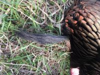 2024 turkey beard.jpg