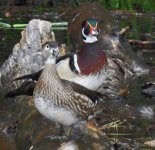 woodypair1.JPG woodypair1.JPG