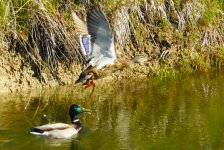 HenMallardFlush.JPG HenMallardFlush.JPG