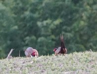 DSC04407.JPG DSC04407.JPG