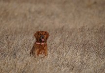 happy prairie roxy.JPG