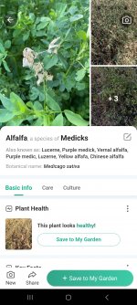 Screenshot_20240812_082130_PictureThis - Plant Identifier.jpg