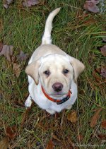 Rosie_Pup_IMG_1250.JPG Rosie_Pup_IMG_1250.JPG