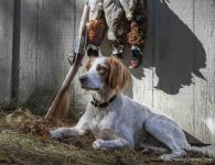 Setter_5D4_6454.JPG Setter_5D4_6454.JPG