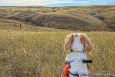 Anthony_Hauck_RRT-15-HAU-0002 (2)-2.JPG Anthony_Hauck_RRT-15-HAU-0002 (2)-2.JPG